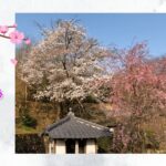 意泉院の桜サムネ